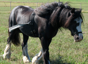 Körperbänder Pferd